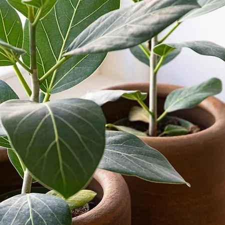 Taipas Townhouse 1865_boutique *